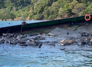 Read more about the article Air Laut Menghitam Usai Kapal Limbah Kandas di Perairan Batam