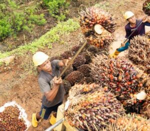 Read more about the article Banyaknya Lembaga Terlibat dalam Tata Kelola Sawit Jadi Sorotan